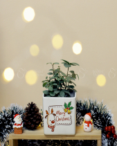 Set Quà Giáng Sinh 008 - belovedbeyond.com