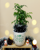 Set Quà Giáng Sinh 009 - belovedbeyond.com