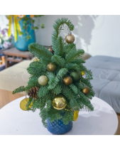 Thông Giáng Sinh - belovedbeyond.com