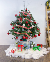 Thông Giáng Sinh - belovedbeyond.com