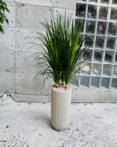 Phát Tài Núi 3 Gốc  [Dracaena Draco] - belovedbeyond.com