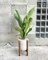 Đại Phú Gia - belovedbeyond.com
