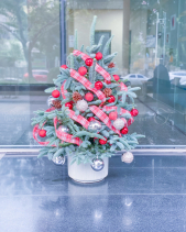 Thông Tươi Nobilis Đan Mạch 1M5 Tone Đỏ - belovedbeyond.com