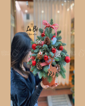 Thông Giáng Sinh - belovedbeyond.com