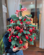 Thông Giáng Sinh - belovedbeyond.com