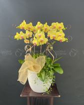 Chậu Lan 6 Cành - belovedbeyond.com