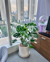 Trầu Bà Nam Mỹ (Monstera) - belovedbeyond.com