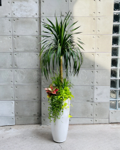 Phát Tài Núi - belovedbeyond.com