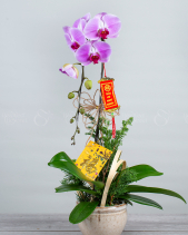 Hoa Lan Hồ Điệp Tết 2023 (01 Cành - Tím Nhạt) - belovedbeyond.com