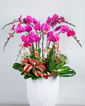 Chậu Lan Hồ Điệp Tết 2023 (06 Cành - Hồng Tím) - belovedbeyond.com
