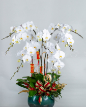 Lan Hồ Điệp Sang Trọng Tết 2023 (07 Cành - Trắng) - belovedbeyond.com