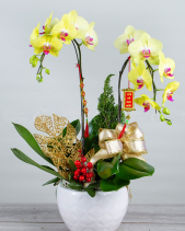 Như Ý Cát Tường - Lan Tết 2023 (02 Cành) - belovedbeyond.com