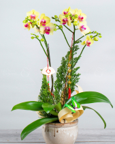 Như Ý Cát Tường - Lan Tết 2023 (02 Cành) - belovedbeyond.com