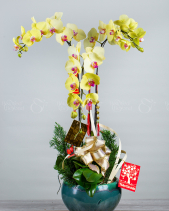 Như Ý Cát Tường - Lan Tết 2023 (02 Cành) - belovedbeyond.com