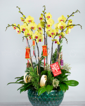 Phát Lộc - Lan Tết 2023 (6 Cành) - belovedbeyond.com