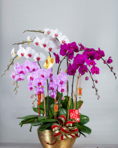 Đại Cát - Lan Tết 2023 (9 Cành) - belovedbeyond.com