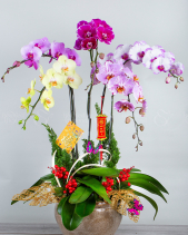 Sắc Xuân - Lan Tết 2023 (5 Cành) - belovedbeyond.com