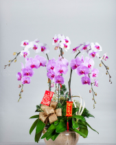 Lộc Xuân - Lan Tết 2023 (6 Cành) - belovedbeyond.com