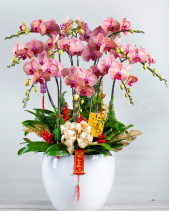 Xuân Hồng - Lan Tết 2023 (10 Cành) - belovedbeyond.com