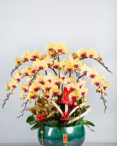 Xuân Đại Cát - Lan Tết 2023 (11 Cành) - belovedbeyond.com