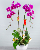 Lan Hồ Điệp Tết 2023 (02 Cành) - belovedbeyond.com