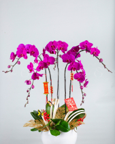 Lan Hồ Điệp Tết 2023 (05 Cành) - belovedbeyond.com