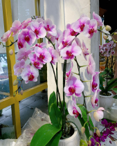 Hoa Lan Hồ Điệp Tết 2023 (04 Cành - Tím Trắng) - belovedbeyond.com