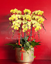 Lộc Xuân 02 - Lan Tết 2023 (9 Cành) - belovedbeyond.com