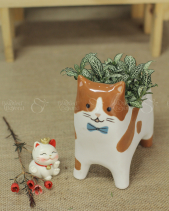 Mèo May Mắn - Set 005 - belovedbeyond.com