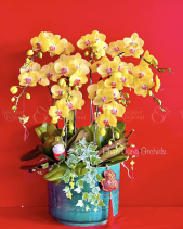 Lộc Xuân 01 - Lan Tết 2023 (9 Cành) - belovedbeyond.com