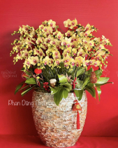 Tấn Lộc 02 - Lan Tết 2023 (30 Cành) - belovedbeyond.com