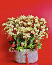 Tấn Lộc 03 - Lan Tết 2023 (30 Cành) - belovedbeyond.com