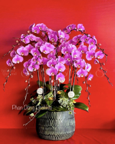 Lan Hồ Điệp Tết 2023 (12 Cành) - belovedbeyond.com