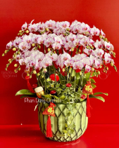 Chậu Lan Hồ Điệp Tết 2023 (20 Cành - Hồng Trắng) - belovedbeyond.com