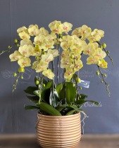 Tấn Tài 01 - Lan Tết 2023 (9 Cành) - belovedbeyond.com