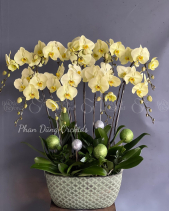 Tấn Tài 02 - Lan Tết 2023 (9 Cành) - belovedbeyond.com