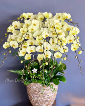 Tấn Tài 04 - Lan Tết 2023 (14 Cành) - belovedbeyond.com