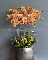 Xuân Sắc 01 - Lan Tết 2023 (11 Cành) - belovedbeyond.com