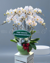 Chậu Lan Hồ Điệp Tinh Khôi - Quà Tết 2023 - belovedbeyond.com