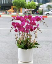 Chậu Lan Hồ Điệp Sắc Thắm - Quà Tết 2023 - belovedbeyond.com