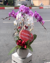 Chậu Lan Hồ Điệp Cao Cấp - Quà Tết 2023 - belovedbeyond.com