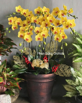 Lộc Xuân 04 - Lan Tết 2023 (10 Cành) - belovedbeyond.com