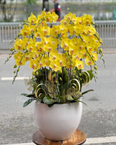 Tấn Lộc 04 - Lan Tết 2023 (15 Cành) - belovedbeyond.com