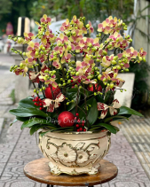 Tấn Lộc 06 - Lan Tết 2023 (20 Cành) - belovedbeyond.com