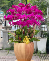 Chậu Lan Hồ Điệp Tết 2023 (18 Cành - Hồng Tím) - belovedbeyond.com
