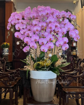 Lan Hồ Điệp Tết 2023 (11 Cành) - belovedbeyond.com