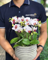 Lan Mini Tết 2023 (5 Cành - Trắng) - belovedbeyond.com