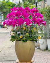 Chậu Lan Hồ Điệp Tết 2023 (18 Cành - Hồng Tím) - belovedbeyond.com