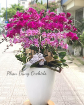 Song Hỷ - Lan Tết 2023 (26 Cành) - belovedbeyond.com