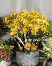 Lộc Xuân 04 - Lan Tết 2023 (16 Cành) - belovedbeyond.com